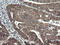 Synaptotagmin 4 antibody, M10762, Boster Biological Technology, Immunohistochemistry paraffin image 