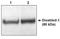 Disabled homolog 1 antibody, AP05071PU-N, Origene, Western Blot image 