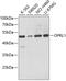 Opioid Related Nociceptin Receptor 1 antibody, 18-948, ProSci, Western Blot image 