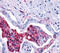 Leukotriene B4 Receptor 2 antibody, MBS247744, MyBioSource, Immunohistochemistry frozen image 