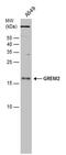 Gremlin 2, DAN Family BMP Antagonist antibody, PA5-78559, Invitrogen Antibodies, Western Blot image 