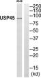 Ubiquitin Specific Peptidase 45 antibody, PA5-39517, Invitrogen Antibodies, Western Blot image 
