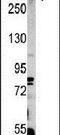 PCM1 antibody, PA5-14390, Invitrogen Antibodies, Western Blot image 