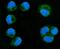 Mitochondrial Rho GTPase 1 antibody, A05928-1, Boster Biological Technology, Immunofluorescence image 