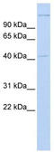 AIFM2 antibody, TA330412, Origene, Western Blot image 