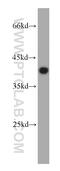 HSJ1 antibody, 10838-1-AP, Proteintech Group, Western Blot image 