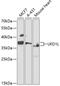 Ubiquitin Recognition Factor In ER Associated Degradation 1 antibody, 19-009, ProSci, Western Blot image 