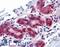 Yes Associated Protein 1 antibody, LS-B4495, Lifespan Biosciences, Immunohistochemistry frozen image 