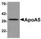 Apolipoprotein A5 antibody, orb75600, Biorbyt, Western Blot image 