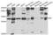 Purine Nucleoside Phosphorylase antibody, abx004426, Abbexa, Western Blot image 