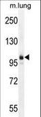 Adipocyte enhancer-binding protein 1 antibody, LS-C156122, Lifespan Biosciences, Western Blot image 