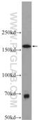 Sterile alpha motif domain-containing protein 9-like antibody, 25173-1-AP, Proteintech Group, Western Blot image 