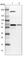 Asparaginyl-tRNA synthetase, cytoplasmic antibody, HPA040017, Atlas Antibodies, Western Blot image 