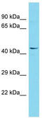 Family With Sequence Similarity 222 Member A antibody, TA333598, Origene, Western Blot image 
