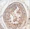 Sperm Associated Antigen 9 antibody, LS-C100867, Lifespan Biosciences, Immunohistochemistry frozen image 