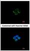 Acyl-CoA Dehydrogenase Medium Chain antibody, NBP1-32028, Novus Biologicals, Immunofluorescence image 