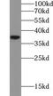 Aldo-keto reductase family 1 member C2 antibody, FNab10474, FineTest, Western Blot image 