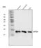 Eukaryotic translation initiation factor 5A-1 antibody, A01727-4, Boster Biological Technology, Western Blot image 