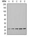 Craniofacial development protein 1 antibody, orb341043, Biorbyt, Western Blot image 