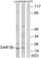 Secretion Associated Ras Related GTPase 1B antibody, abx014515, Abbexa, Western Blot image 