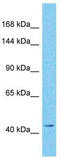 Protein GREB1 antibody, TA337889, Origene, Western Blot image 