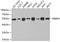 RB Binding Protein 4, Chromatin Remodeling Factor antibody, A1490, ABclonal Technology, Western Blot image 