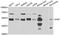 X-Linked Inhibitor Of Apoptosis antibody, orb247641, Biorbyt, Western Blot image 