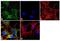 Cytochrome P450 Family 3 Subfamily A Member 5 antibody, MA3-033, Invitrogen Antibodies, Immunofluorescence image 