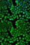 Histamine N-methyltransferase antibody, GTX54118, GeneTex, Immunofluorescence image 