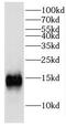 Eukaryotic Translation Initiation Factor 1B antibody, FNab02688, FineTest, Western Blot image 