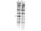 Parkin Coregulated antibody, A07487, Boster Biological Technology, Western Blot image 