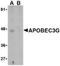 DNA dC->dU-editing enzyme APOBEC-3G antibody, NBP1-77206, Novus Biologicals, Western Blot image 