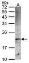 Ferritin Heavy Chain 1 antibody, PA5-27500, Invitrogen Antibodies, Western Blot image 