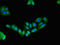 EF-hand domain-containing protein D2 antibody, LS-C677770, Lifespan Biosciences, Immunofluorescence image 