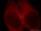 Lactate Dehydrogenase C antibody, 19989-1-AP, Proteintech Group, Immunofluorescence image 
