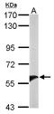 GNT1 antibody, LS-C186347, Lifespan Biosciences, Western Blot image 