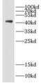 Death Associated Protein 3 antibody, FNab02238, FineTest, Western Blot image 