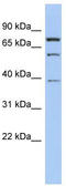 Motile Sperm Domain Containing 2 antibody, TA338876, Origene, Western Blot image 