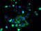 ATP Binding Cassette Subfamily B Member 5 antibody, A57930-100, Epigentek, Immunofluorescence image 