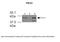 Ferrochelatase, mitochondrial antibody, 29-620, ProSci, Enzyme Linked Immunosorbent Assay image 
