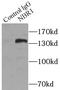 NBR1 Autophagy Cargo Receptor antibody, FNab05568, FineTest, Immunoprecipitation image 