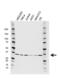 Protein Phosphatase 2 Catalytic Subunit Alpha antibody, VMA00680, Bio-Rad (formerly AbD Serotec) , Western Blot image 