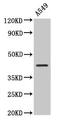 NDRG Family Member 4 antibody, CSB-PA890932LA01HU, Cusabio, Western Blot image 