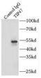 PP17 antibody, FNab08715, FineTest, Immunoprecipitation image 