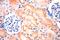 ATPase H+ Transporting V0 Subunit D1 antibody, 18274-1-AP, Proteintech Group, Immunohistochemistry frozen image 