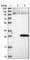 Sperm surface protein Sp17 antibody, HPA037568, Atlas Antibodies, Western Blot image 