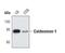 Caldesmon 1 antibody, PA5-17250, Invitrogen Antibodies, Western Blot image 