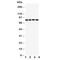 Sp4 Transcription Factor antibody, R30964, NSJ Bioreagents, Western Blot image 