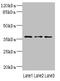HSJ1 antibody, LS-C682104, Lifespan Biosciences, Western Blot image 