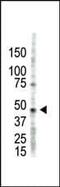 Protein arginine N-methyltransferase 2 antibody, PA5-11114, Invitrogen Antibodies, Western Blot image 